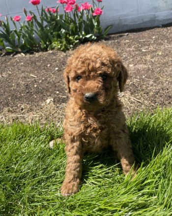 Girl Truffle (Mini Goldendoodle) $2500 Ready to Go Home Now FREE Delivery to NY, NJ, MD, PA photo
