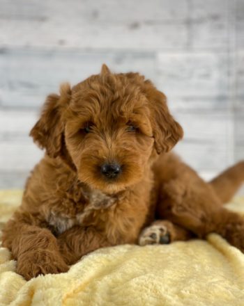 Girl Jewel (Mini Goldendoodle) $2900 Free Delivery in California photo