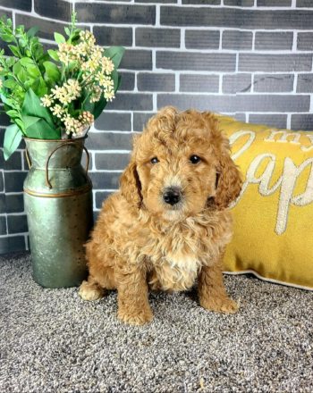 Boy Billy (Mini Goldendoodle) $2900 Free Delivery in CALIFORNIA photo