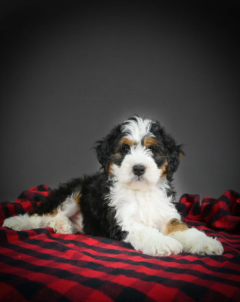 Boy Lenny Mini Bernedoodle $3100 Available Now (Free Delivery to NY, NJ, MD, PA) photo