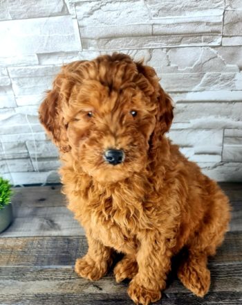 Boy Colby (Mini Goldendoodle) $2900 Free Delivery in California photo