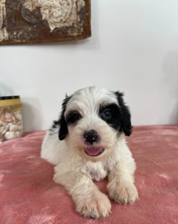 Boy Perry (Micro/Mini Bernedoodle) $2300 Available Now (Free Delivery in California) photo