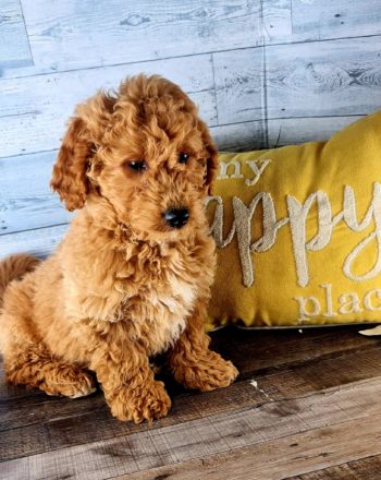 Boy Joey (Mini Goldendoodle) $2900 Free Delivery in California photo