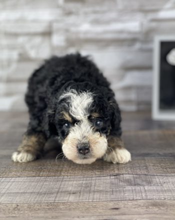 Boy Tanner (Micro/Mini Bernedoodle) $2900 Available Now (Free Delivery in California) photo