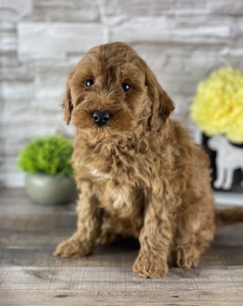Girl Caramel (Mini Goldendoodle) $2900 Free Delivery In CALIFORNIA photo