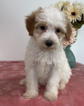 Girl Tina (Micro/Mini Bernedoodle) $2300 Available Now (Free Delivery in California) photo