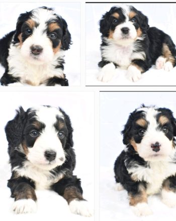 Reserve Your Puppy Pick Today $3000 Ten Mini Bernedoodles Available June 1st 2022.22 photo