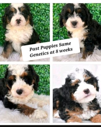 Taking Deposit Mini Bernedoodle Litter Announcement! $2900 Free PA & Downtown NY Delivery Available Septmer 14th photo