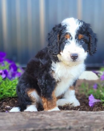 Boy White $2900 (Mini Bernedoodle) Free Delivery to NY, PA photo
