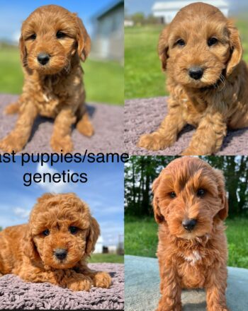 Upcoming Litter $2100 (Mini Golendoodles) Available 10.7.23 Free Delivery to NY And NJ Custom delivery available for a fee. Choose Your Puppie photo