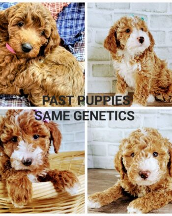 Upcoming Litter $2700 (Micro/Mini Goldendoodles) Reserve Your Pick Today Available 8.10.23 Free Delivery to NY And NJ Custom delivery available for a fee. photo