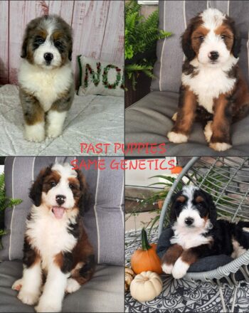 Upcoming Litter $2700 (Red Sable and Tri Mini Bernedoodles) Reserve Your Pick Today Available 12.24.23 Free Delivery to NY And NJ Custom delivery available for a fee. photo