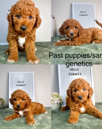 Upcoming Litter $2700 (Mini Goldendoodles) Reserve Your Pick Today Available 10.10.23 Free Delivery to NY And NJ Custom delivery available for a fee. photo