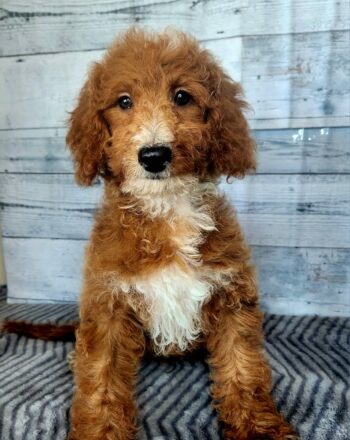 Boy Julius $2100 (Micro Goldendoodle) Ready To Go Home After September 22th Delivery to NY And NJ Custom delivery available for a fee. photo