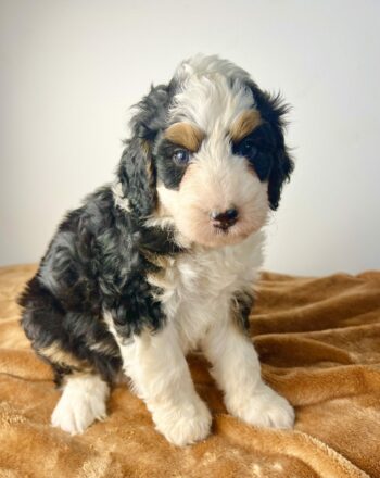 Girl Gala $2500 (Mini Bernedoodle) Available After September 22th Free Delivery to NY And NJ Custom delivery available for a fee. photo