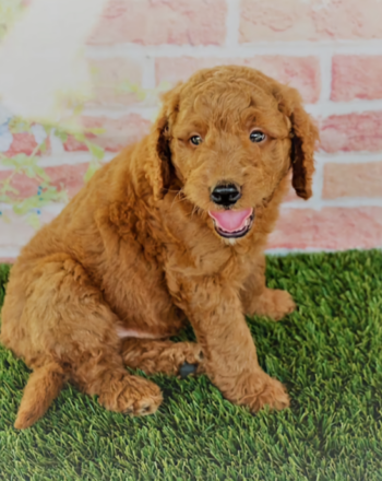 Boy Chris $2300 (Mini Goldendoodle) Ready To Go Home After September 22th Delivery to NY And NJ Custom delivery available for a fee. photo