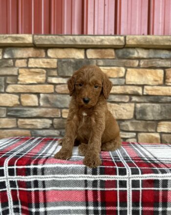 Boy Cypress $2100 (Standard Goldendoodle) Ready To Go Home After September 22th Free Delivery to NY And NJ Custom delivery available for a fee. photo