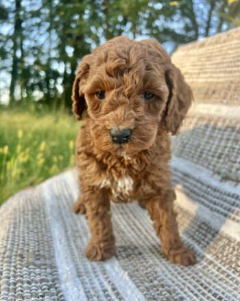 Boy Emmett $2300 (Mini Goldendoodle) Ready To Go Home After October 20th Delivery to NY And NJ Custom delivery available for a fee. photo